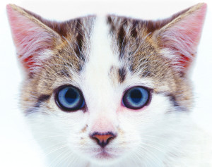 Cat Looking --- Image by © Royalty-Free/Corbis